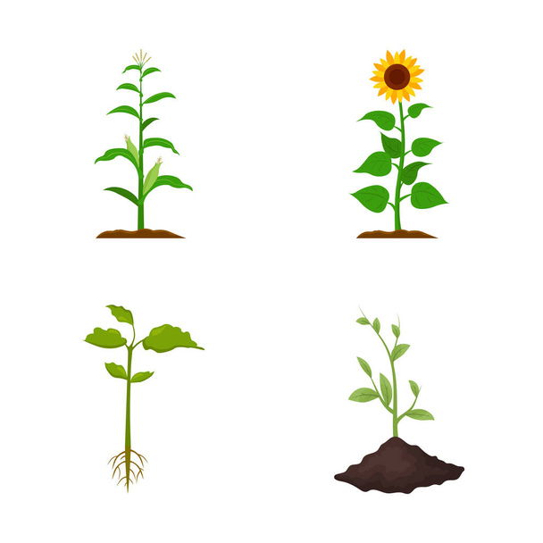 Vektoros illusztráció növény és a bab ikonra. Növény- és folyamat tőzsdei szimbólum a web gyűjteménye. - Vektor, kép