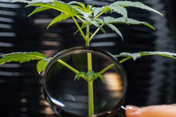 La persona mira la planta de marihuana medicinal con lupa. Planta de cannabis creciendo en interiores
. - Foto, Imagen
