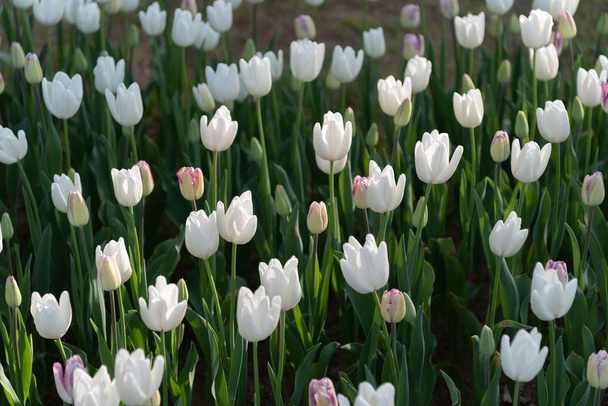 Colorful Tulip flower fields. - Foto, Imagem