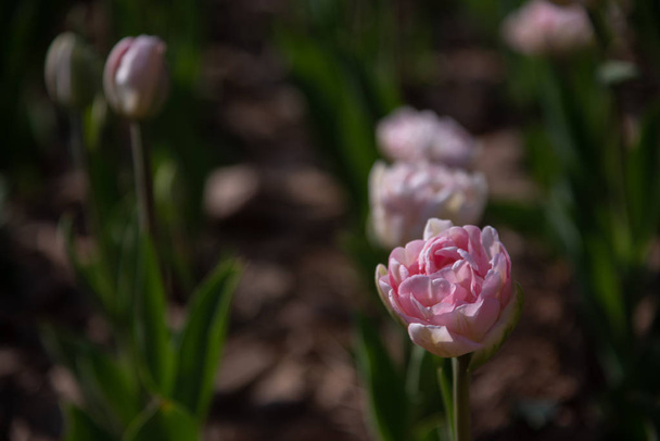 Πολύχρωμο λουλούδι τομείς Tulip. - Φωτογραφία, εικόνα