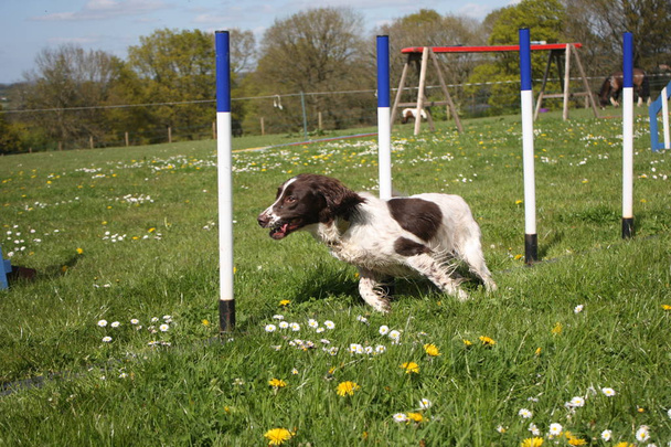hígado y blanco tipo de trabajo Inglés springer spaniel perro armado mascota corriendo a través de tejidos de agilidad
 - Foto, Imagen