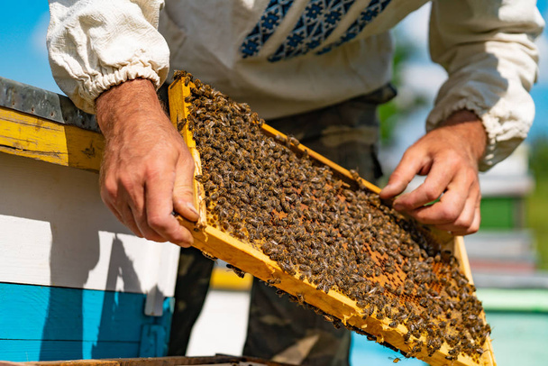 Beekeeper man in Ukrainian shirt looks over the honeycomb with bees barehanded. Apiculture. Apiary concept - Photo, Image