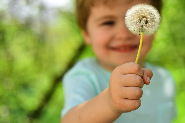 Размытое дитя. Маленький мальчик в лесу держит один одуванчик. Милая улыбка от ребенка на природе. Весна и лето в воздухе. Блондин в синей футболке на дневной прогулке. Процесс исследования в детстве
 - Фото, изображение