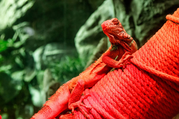 Bella iguana a luce rossa seduta su un ramo da vicino
 - Foto, immagini