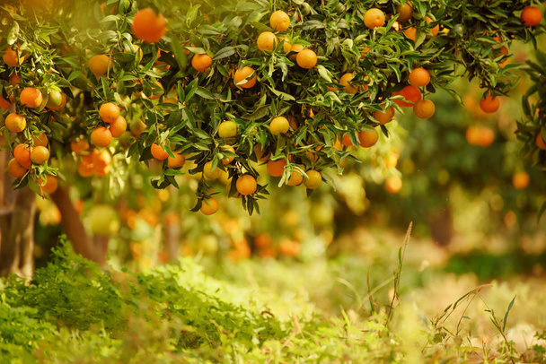 Tangerine aurinkoinen puutarha - Valokuva, kuva