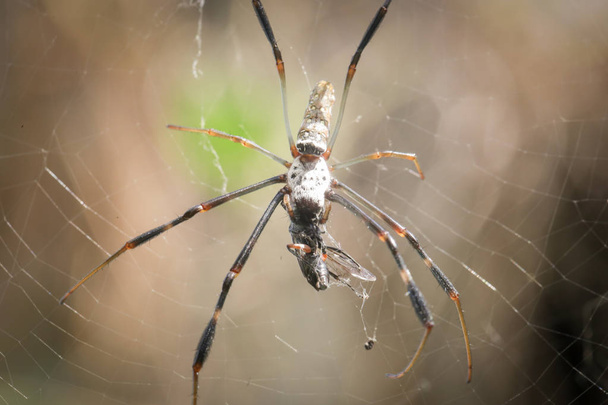 pająk w jego sieci web - Zdjęcie, obraz