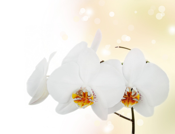 weiße Orchidee - Foto, Bild