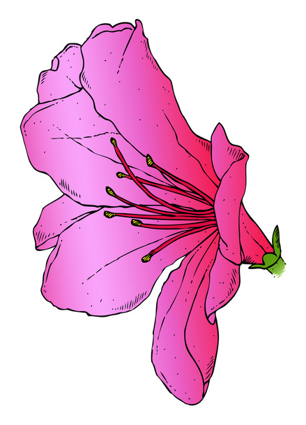 Azalea - Vektor, kép