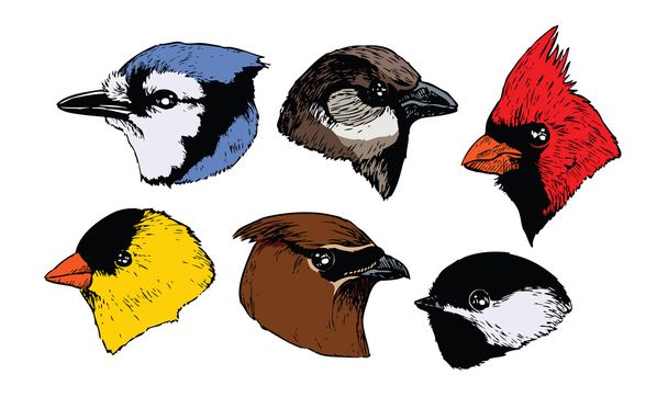 Bird Heads - Vector, Image