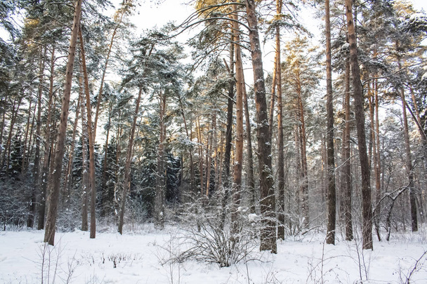 A beautiful tranquil winter forest  - Фото, зображення