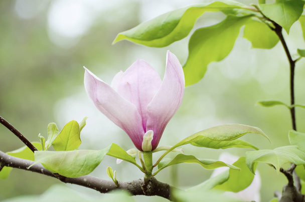 Magnolia spring flowers - Фото, изображение