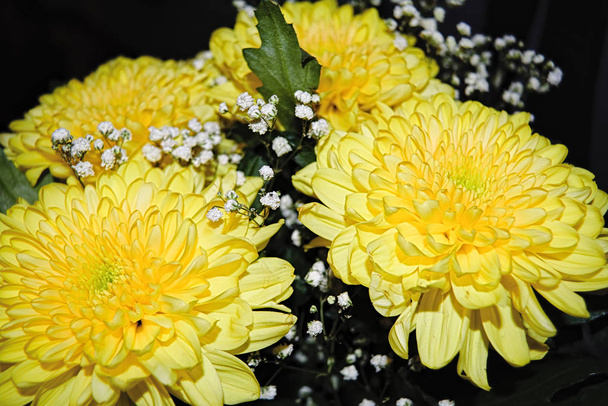 Yellow chrysanthemum close-up on a dark background - Foto, afbeelding