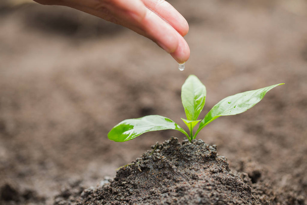 Les mains dégoulinent de l'eau vers les petits semis, plantent un arbre, réduisent le réchauffement climatique, Journée mondiale de l'environnement
 - Photo, image