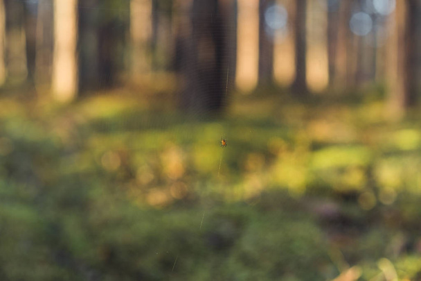 Web de araña aislada con araña en ella en el bosque con follaje borroso en el fondo: día soleado de otoño, aspecto de película vintage
 - Foto, imagen