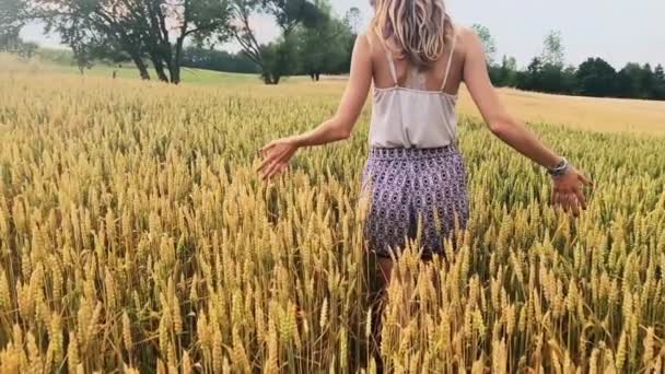 Menina desfrutando em um trigo dourado - campo no verão
. - Filmagem, Vídeo