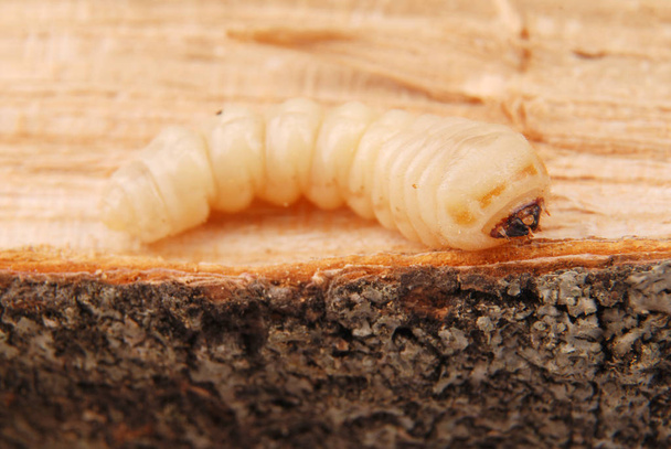 Schorskevers larve (Scolytinae). Larve van de schors kevers pootloze op houten achtergrond. - Foto, afbeelding