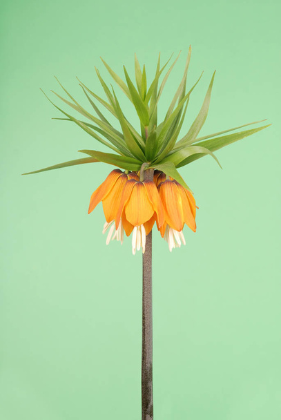 Flores de la Corona Real en el estudio. Corona de Kaiser (Fritillaria imperialis) aislada sobre fondo verde
 - Foto, Imagen