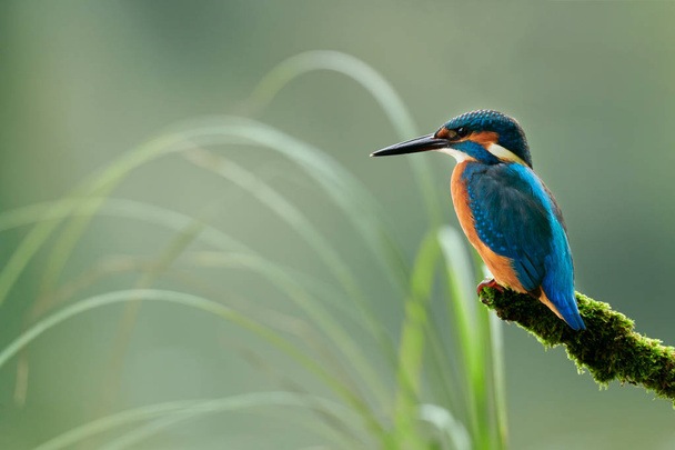 Belo e colorido kingfisher (Alcedo atthis) empoleirado em um ramo coberto de musgo, olha para a água do rio em busca de peixes para pegar
. - Foto, Imagem