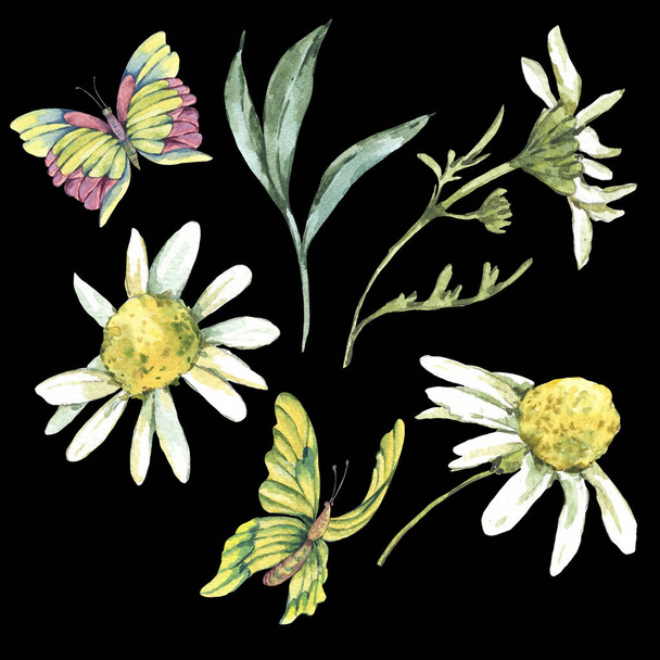 Acuarela Conjunto de verano de manzanilla, hojas y mariposas. Colección de diseño floral natural aislado sobre fondo negro
 - Foto, Imagen