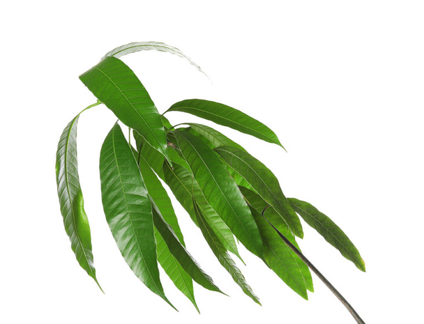 Branch of mango tree with green leaves on white background - Foto, immagini