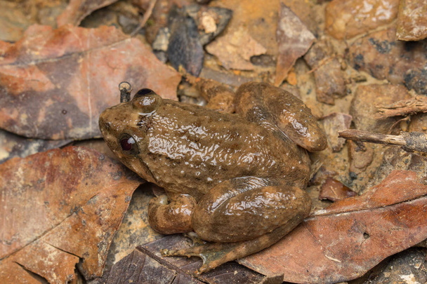 Macro imagen rana en hoja verde en Sabah, Borneo - Philautus Amoenus (Kamboranga Bush frog) Palabras clave idioma: Inglés
 - Foto, Imagen