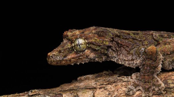  Nature wildlife image of camouflage flying gecko at Sabah Borneo. - Photo, Image