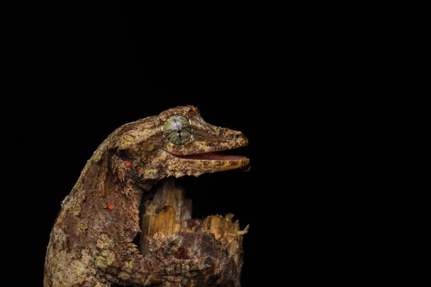  Nature wildlife image of camouflage flying gecko at Sabah Borneo. - Photo, Image