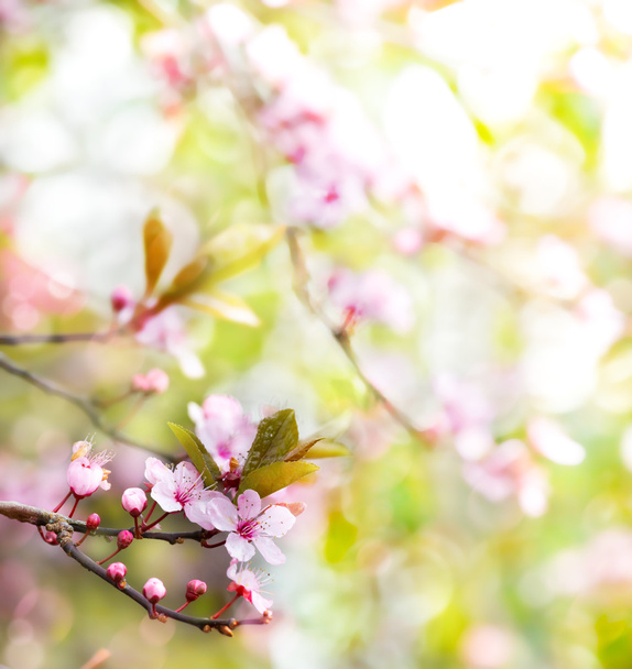 absztrakt virágos-Tavaszi fa háttér - Fotó, kép