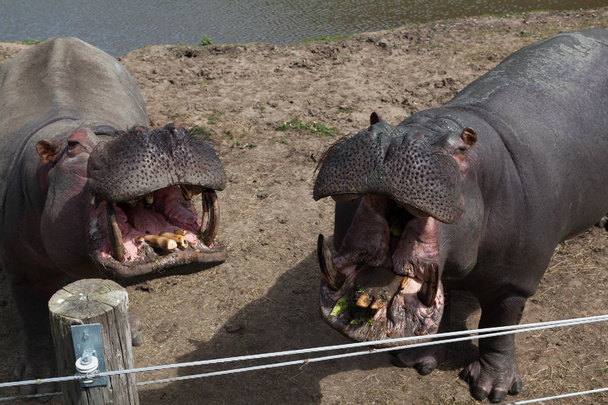 Dwa duże hipopotama z otwarte usta czekając na pewien traktować z ich trener. - Zdjęcie, obraz