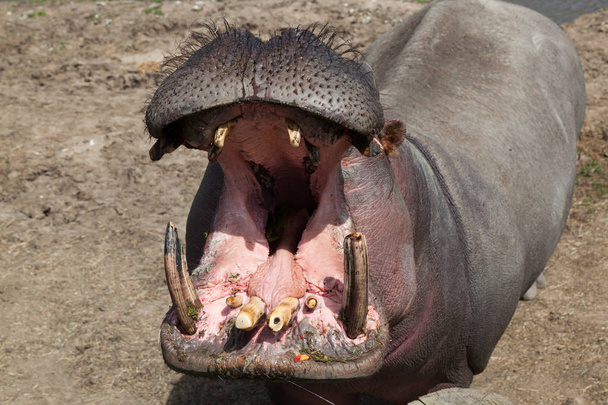 Um hipopótamo de pé ao sol com a boca aberta mostrando os dentes
. - Foto, Imagem