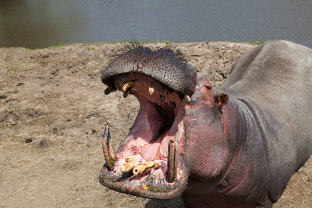 Hipopotam stojąc w promieniach słońca, z jego usta otworzyć pokazuje zęby. - Zdjęcie, obraz