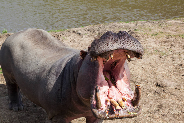 Um hipopótamo de pé ao sol com a boca aberta mostrando os dentes
. - Foto, Imagem