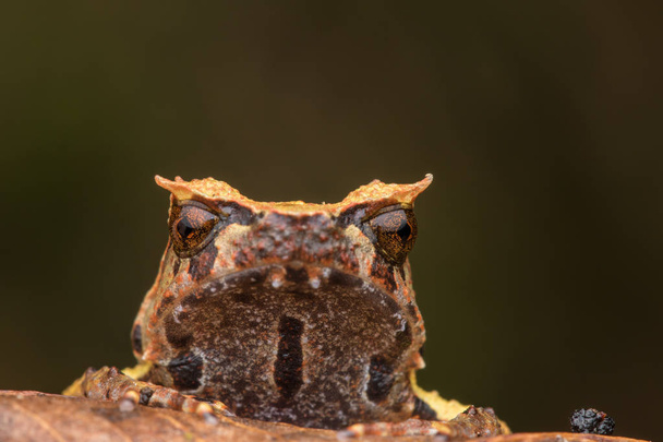 крупним планом зображення Борнео рогаті жаба з Борнео на зелене листя - Фото, зображення
