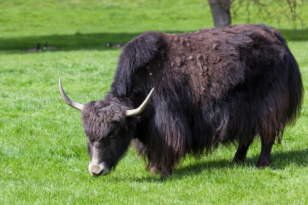 Uno yak tibetano al pascolo sull'erba verde brillante sotto il sole primaverile
. - Foto, immagini