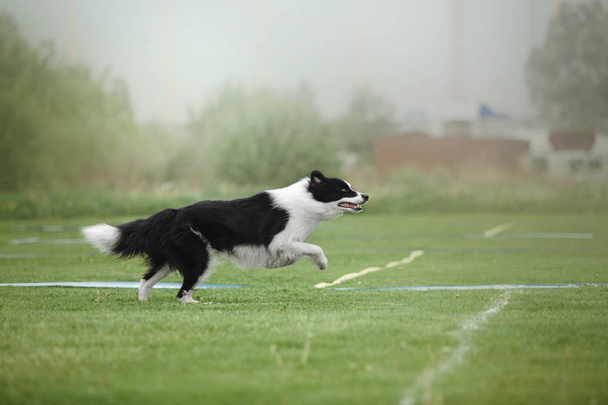 Dog catches a flying disc - Фото, зображення