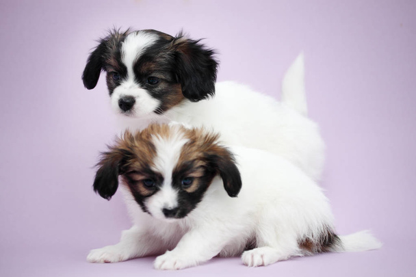 dvou štěně Papillon na fialové pozadí - Fotografie, Obrázek