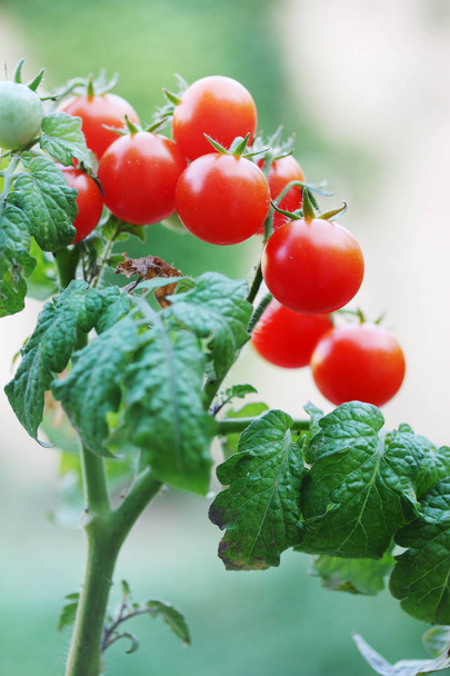 Small organic red cherry tomatoes on a branch - Photo, Image