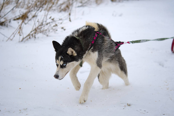 broeden husky sledehonden in de winter. Noordelijke husky honden. rijden op honden - Foto, afbeelding