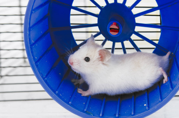 hamster running in the running wheel isolated on white backgroun - Photo, Image