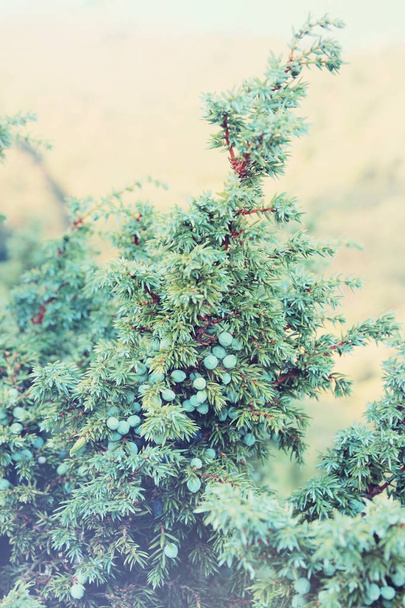 Healing juniper, Juniperus bush with small berries  - Фото, зображення