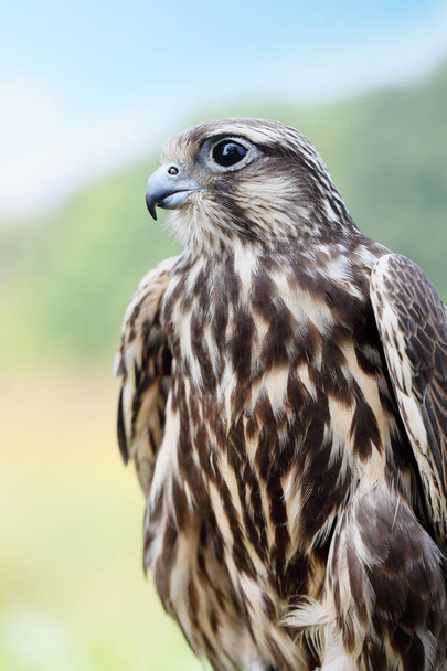 Peregrine Falcon. young handsome hawk in nature - Photo, Image