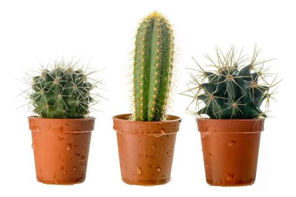 Készlet-ból három kaktuszok egy műanyag edényben, oldalnézetből, elszigetelt fehér background. - Fotó, kép