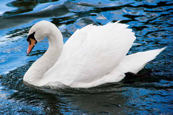 Bílá labuť na vodě - Fotografie, Obrázek