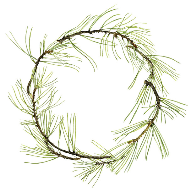 pine branches with green needles - Фото, зображення
