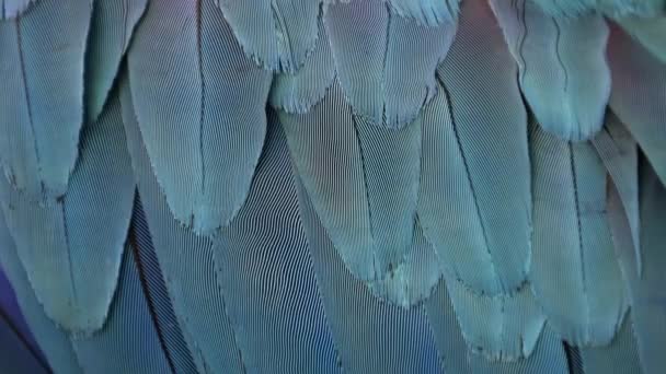 Papoušek foukání větru velká pocta. Detailní záběr makro záběr pták fether zpomalené - Záběry, video