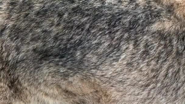 Λύκος πραγματική γούνα πνέει στον άνεμο. Εσωτερικη μακροεντολή πυροβολισμό από τρίχες σε αργή κίνηση - Πλάνα, βίντεο