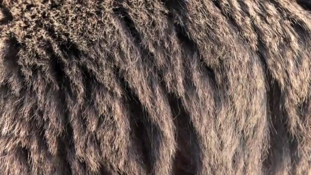 Bear real fur blowing on the wind. Close up macro shot of animal hair in slow motion - Footage, Video