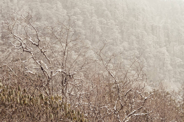 Árboles cubiertos de nieve esponjosa durante el invierno. Nieve blanca en los árboles del bosque en invierno frío día soleado brillante. Paisaje rural con espacio de copia para texto en la parte superior derecha. - Foto, imagen