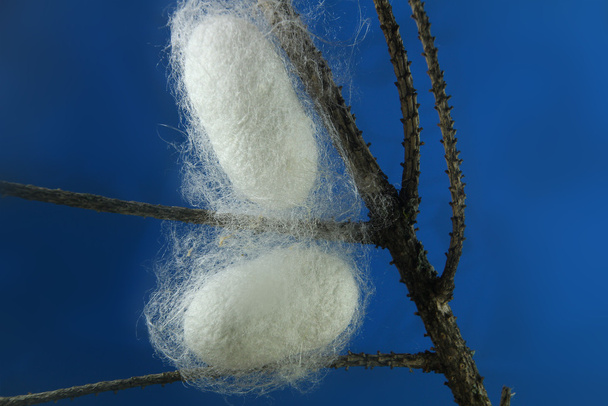 cocons de vers à soie dans certaines branches
 - Photo, image