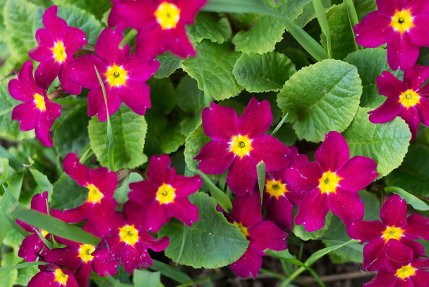 Close view of blooming purple primroses with yellow centres - Photo, Image